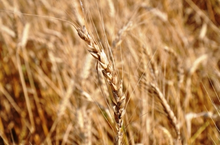 Barley in Pamphylia. Photo ©Leon Mauldin.