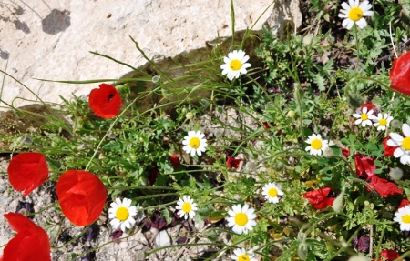 Wild flowers at Hierapolis. Photo by Leon Mauldin.