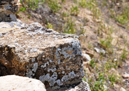 Gecko at Hierapolis. Photo by Leon Mauldin.