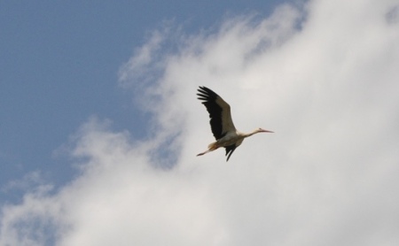 Stork in flight in Pamphylia. Photo ©Leon Mauldin.
