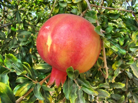 Pomegranate such as that referenced in Song of Solomon 4:3. Photo by Leon Mauldin.