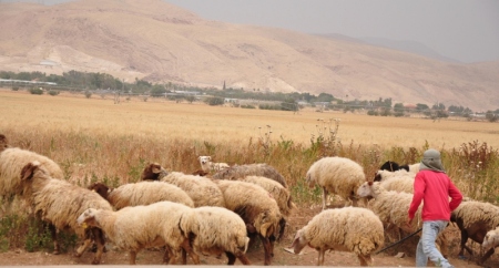 Sheep in Jordan Valley. Photo by Leon Mauldin.