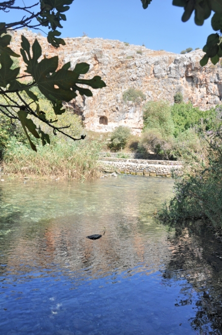 Banias River, a major source of the Jordan. Photo ©Leon Mauldin.