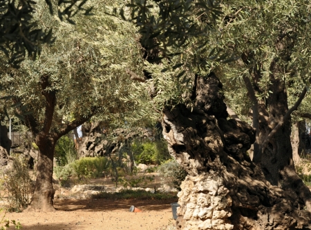 Ancient olive trees on the Mt. of Olives. The Garden of Gethsemane was in this area. Photo by Leon Mauldin.